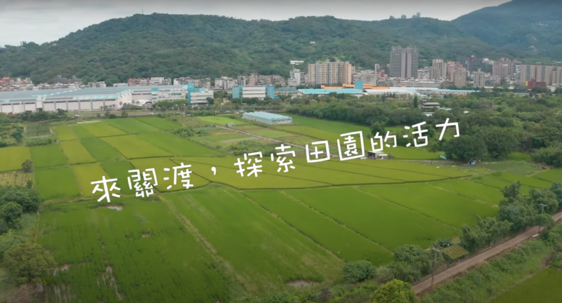 關渡平原#關渡那麼田#北投割稻季#關渡轉作#關渡平原#彩繪稻田