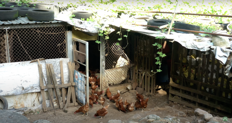 臺北有農場 / There is a farm in Taipei - 士林「芝山有機農場」