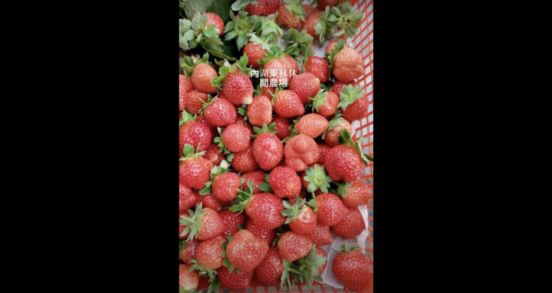 東林草莓園